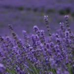 Lavender fields Lavender fields