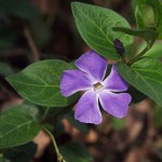 Vinca flower Vinca vines