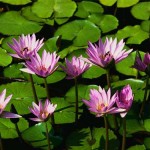 Water lilies water lilies