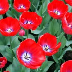 Poppies Poppies